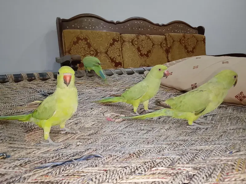 Green parrot & Eno Red eye one piece — photo 6