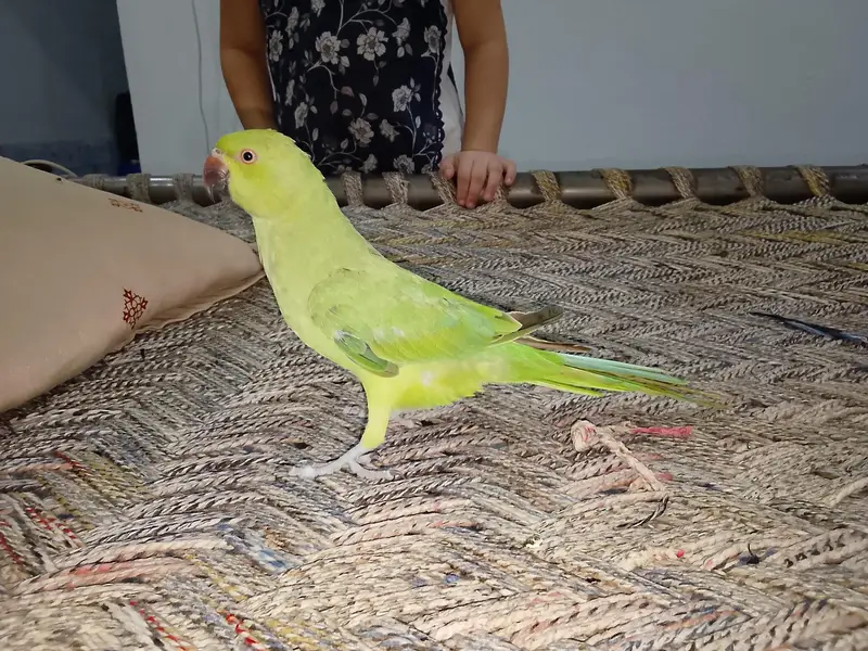 Green parrot & Eno Red eye one piece — photo 7