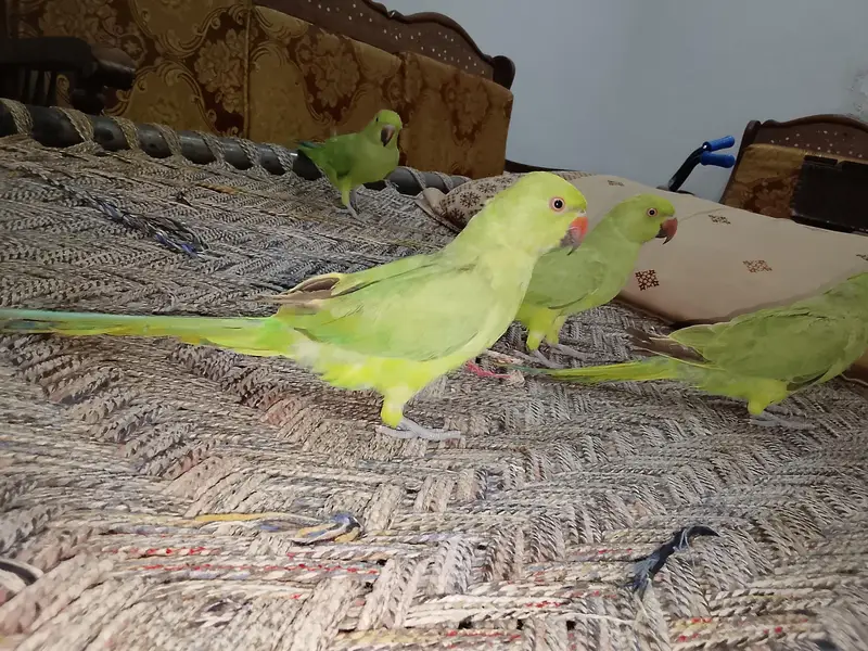 Green parrot & Eno Red eye one piece — photo 8
