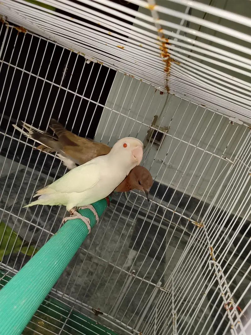 Green parrot & Eno Red eye one piece — photo 9