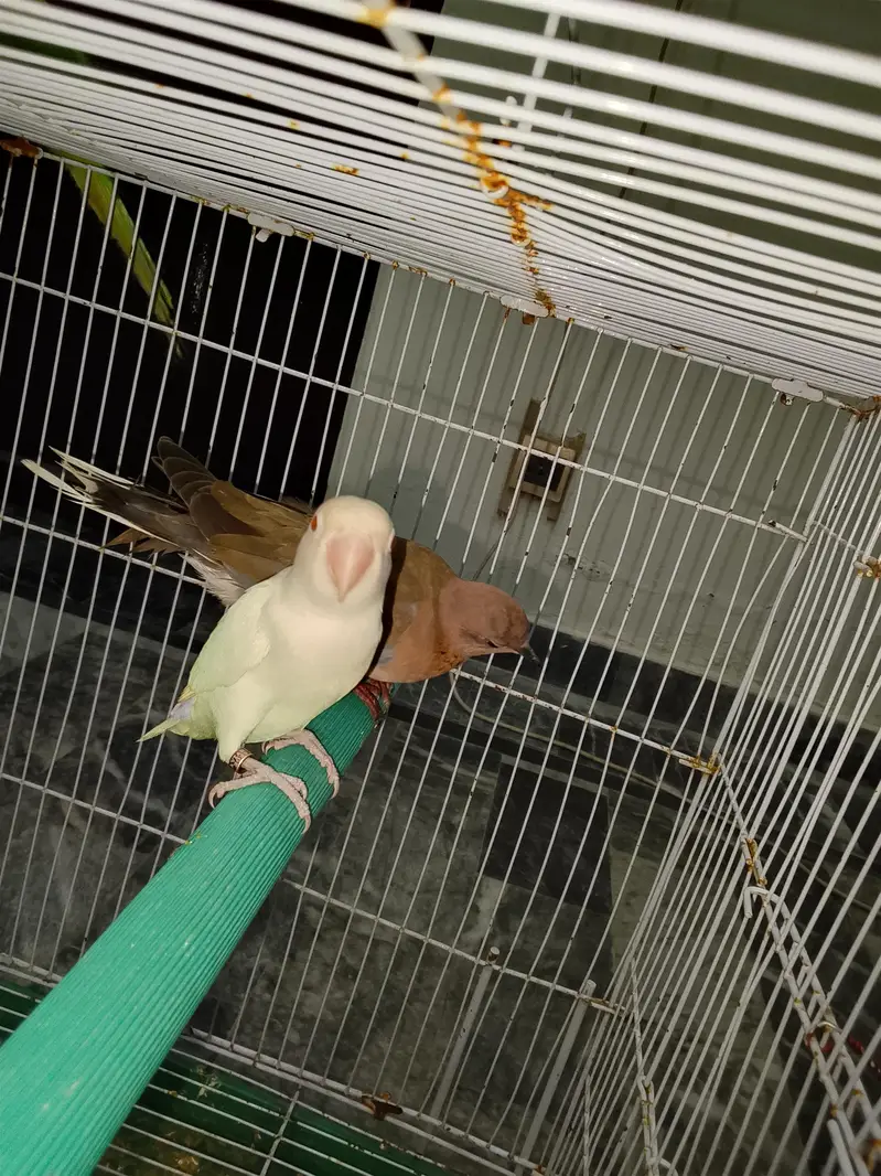 Green parrot & Eno Red eye one piece — photo 10