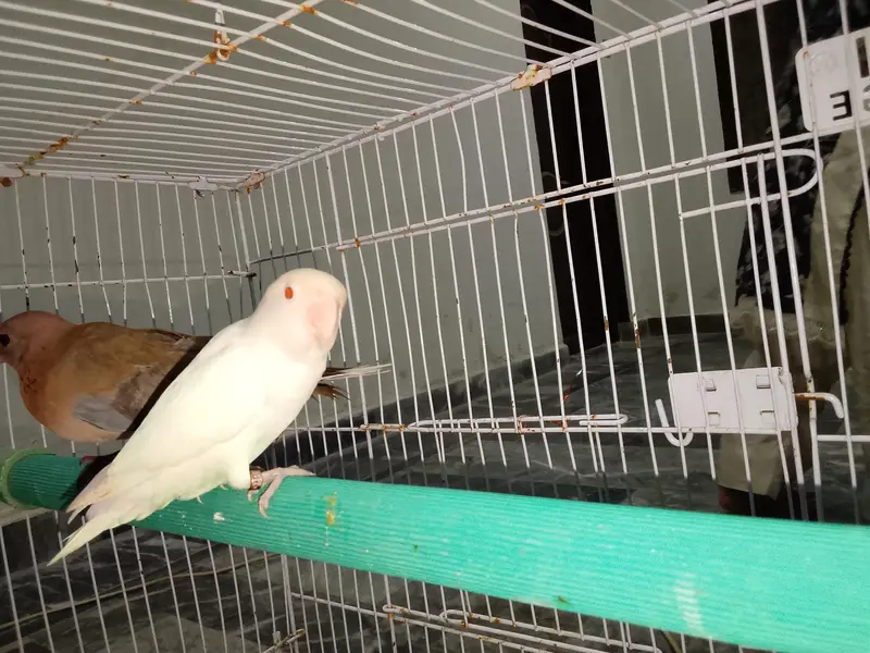 Green parrot & Eno Red eye one piece — photo 11