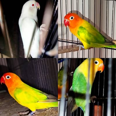 Beautiful lovebirds for sale, Albino Red eye, Green euwing bonded pair