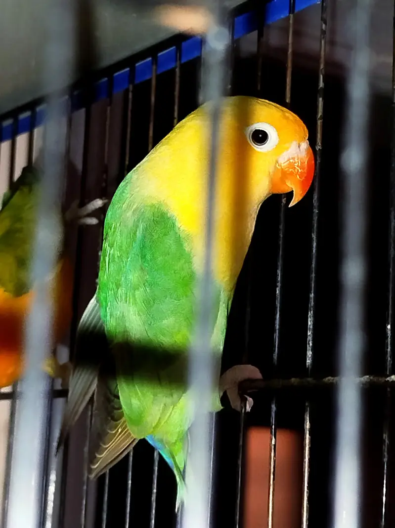 Beautiful lovebirds for sale, Albino Red eye, Green euwing bonded pair — photo 2