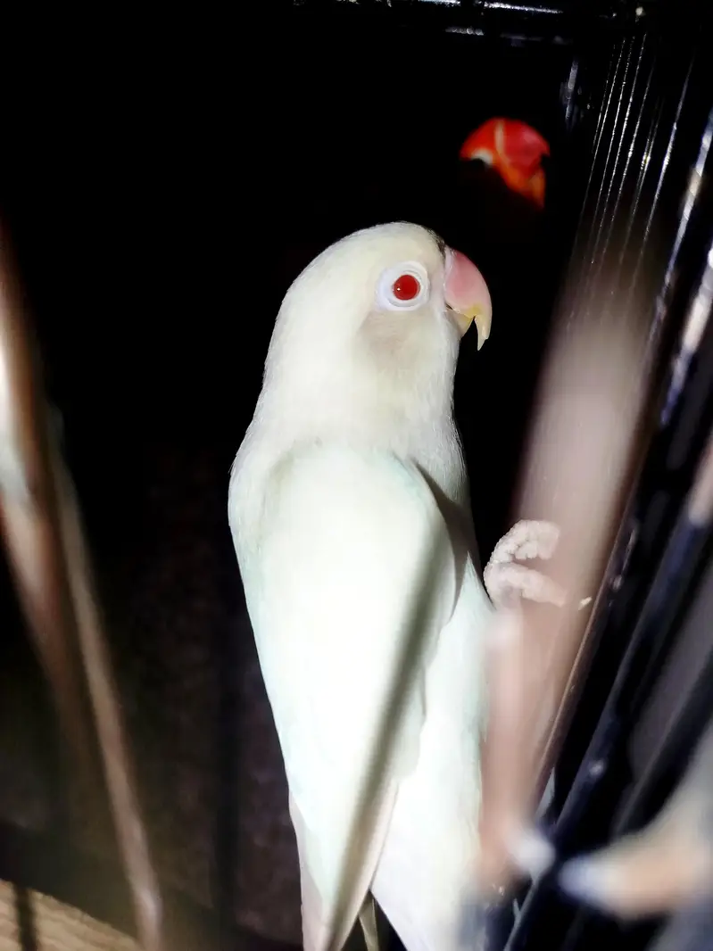 Beautiful lovebirds for sale, Albino Red eye, Green euwing bonded pair — photo 3