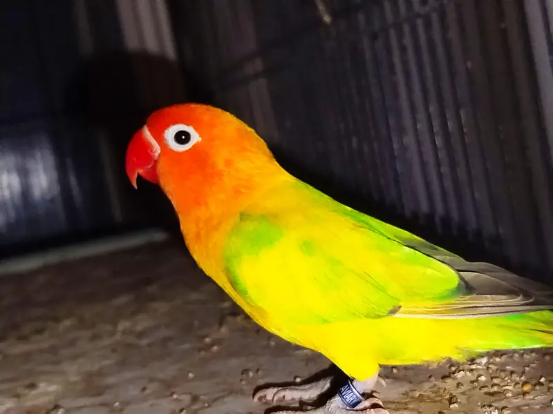 Beautiful lovebirds for sale, Albino Red eye, Green euwing bonded pair — photo 4