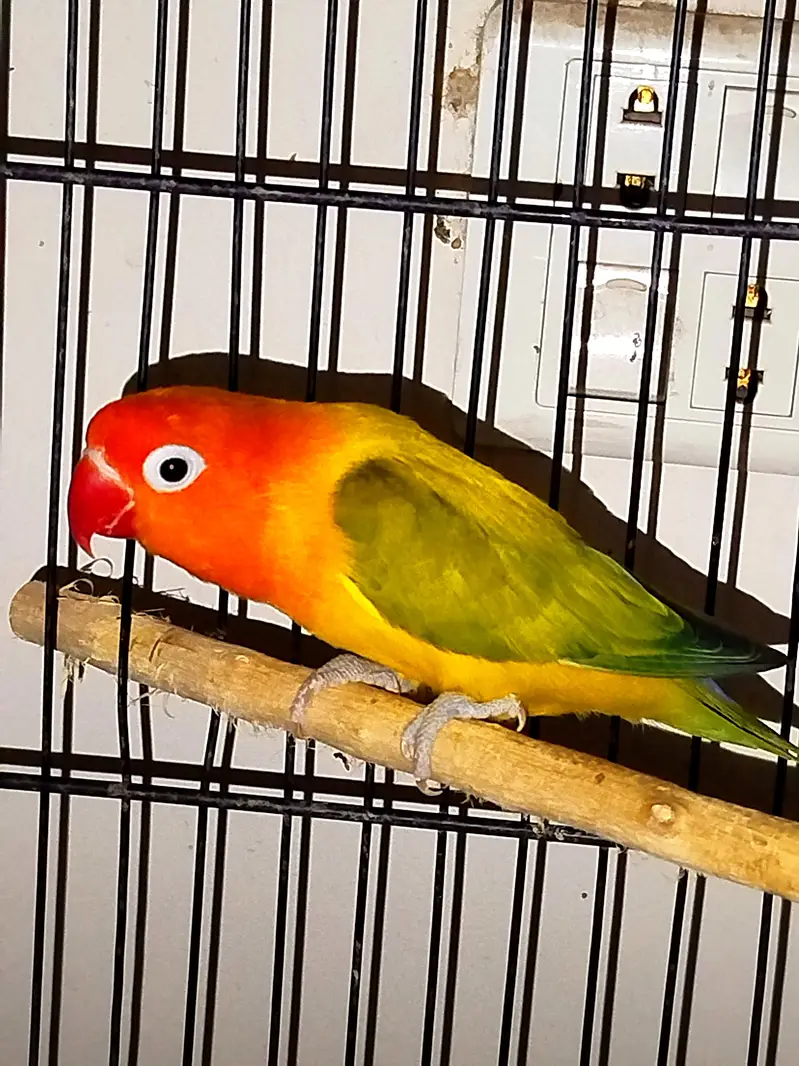 Beautiful lovebirds for sale, Albino Red eye, Green euwing bonded pair — photo 5