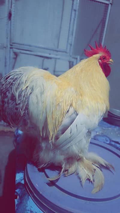 buff bentum