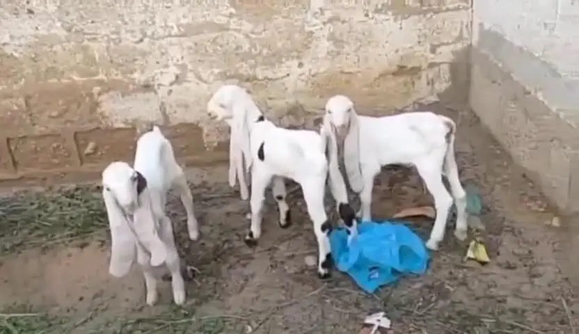 gulabi Bakri for Sale Mashallah Call number 03490704921 — photo 2