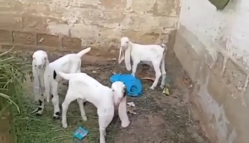 gulabi Bakri for Sale Mashallah Call number 03490704921 — photo 3