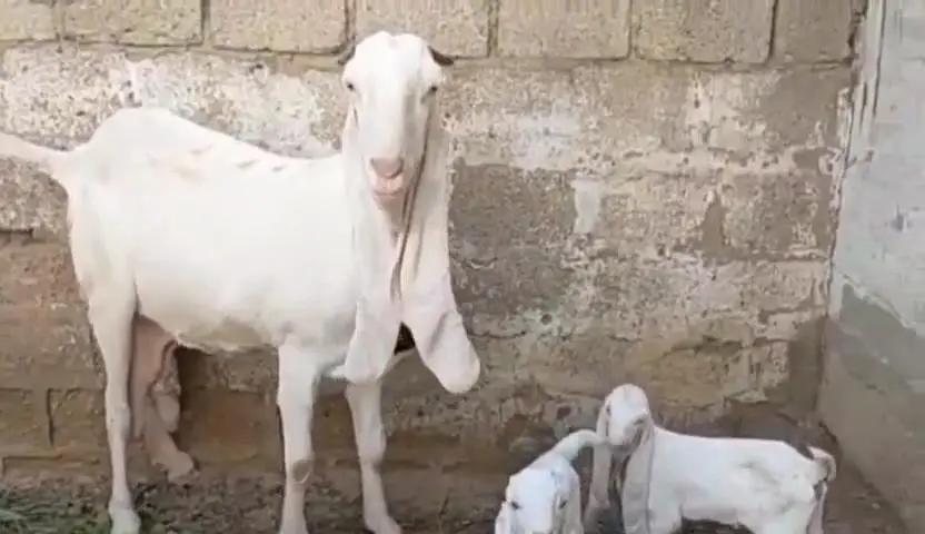gulabi Bakri for Sale Mashallah Call number 03490704921 — photo 4
