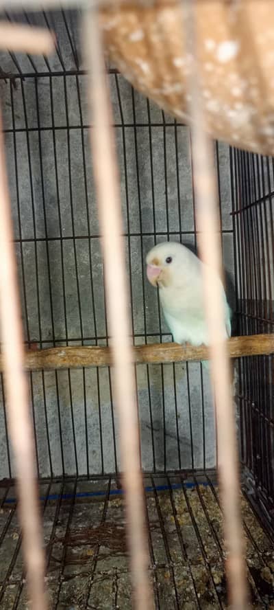 Cage  Aur Healthy Love Birds Pairs Dastiyaab Ha Serious Buyer Rabta