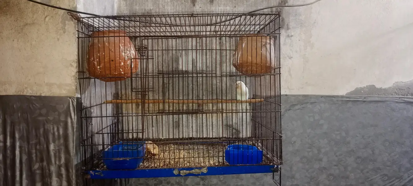 Cage  Aur Healthy Love Birds Pairs Dastiyaab Ha Serious Buyer Rabta — photo 2