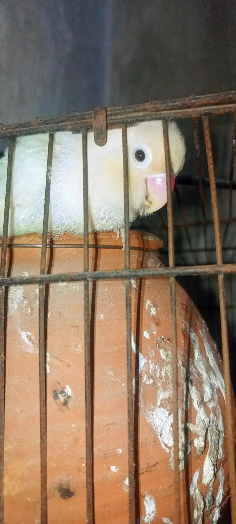 Cage  Aur Healthy Love Birds Pairs Dastiyaab Ha Serious Buyer Rabta — photo 3