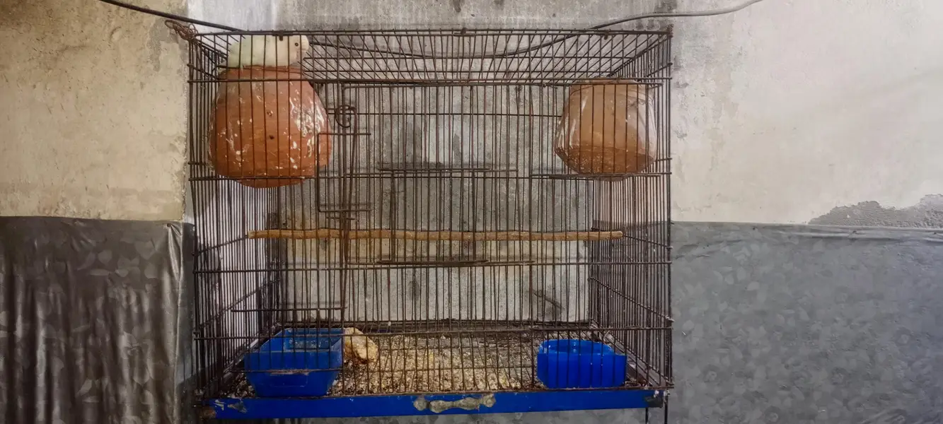 Cage  Aur Healthy Love Birds Pairs Dastiyaab Ha Serious Buyer Rabta — photo 4