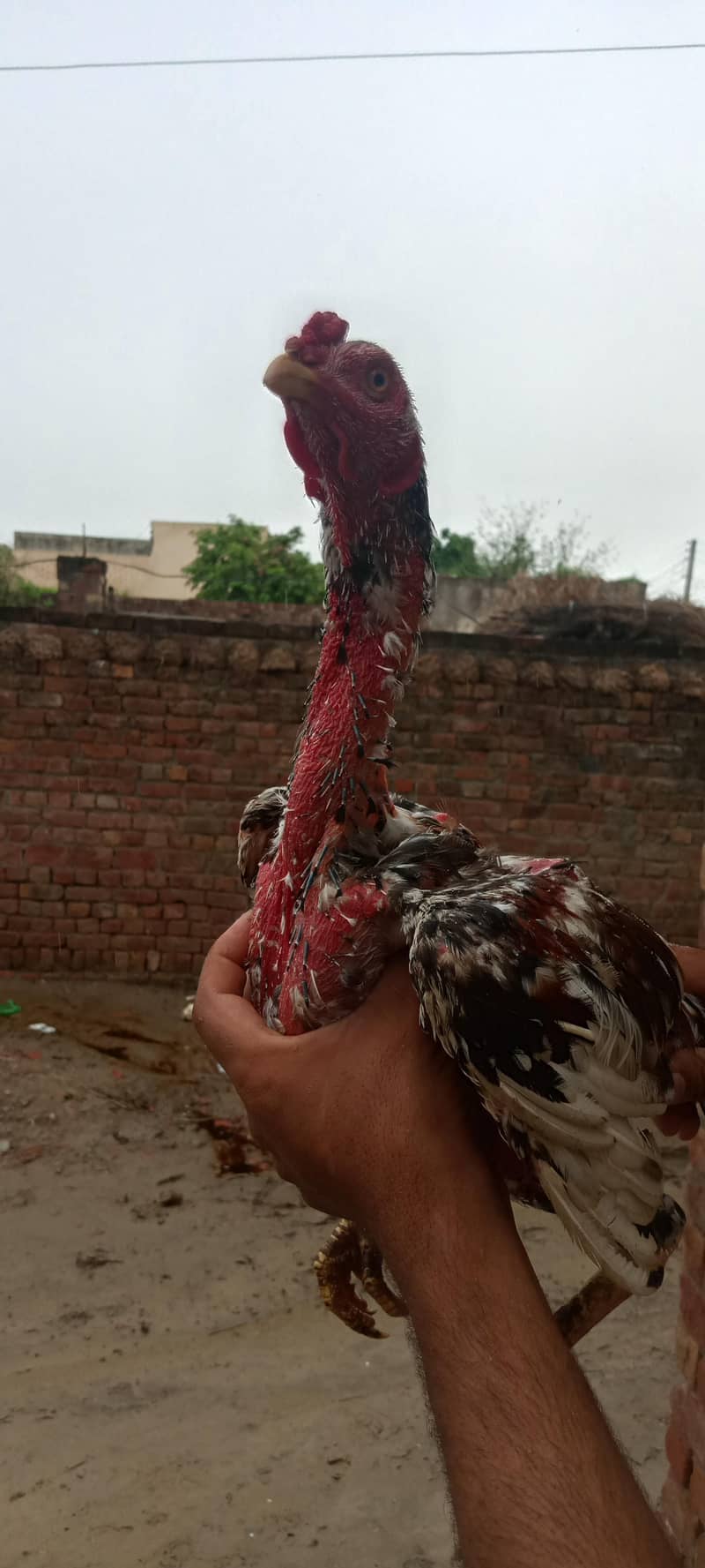 asel murga 6