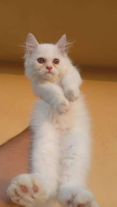 triple coated male and female kitten