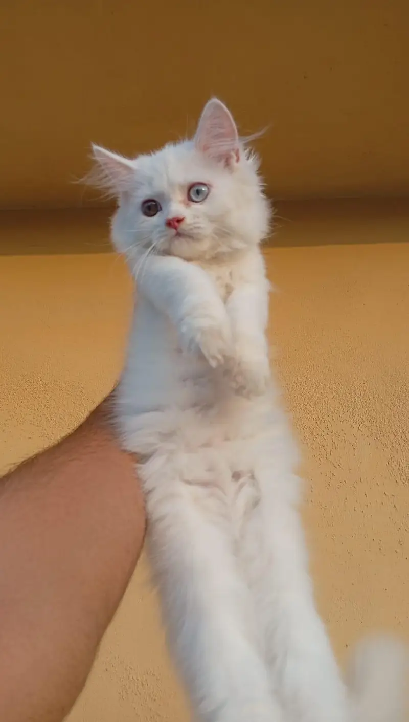 triple coated male and female kitten — photo 2