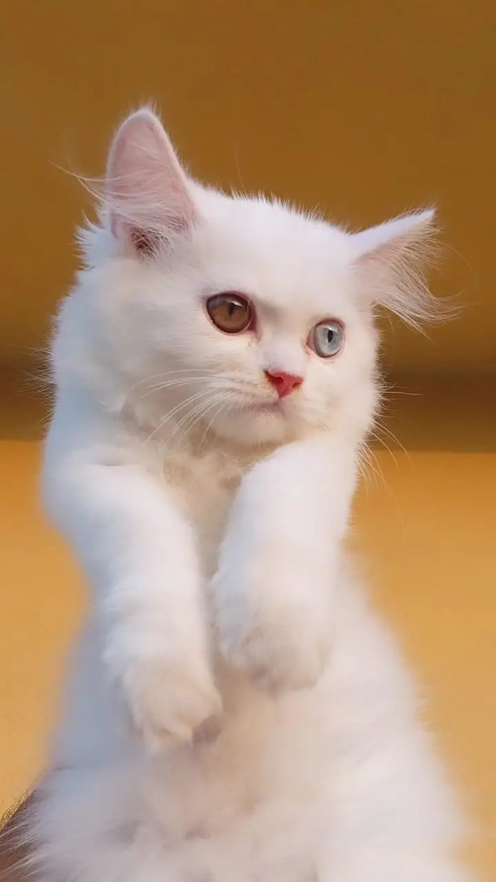 triple coated male and female kitten — photo 3