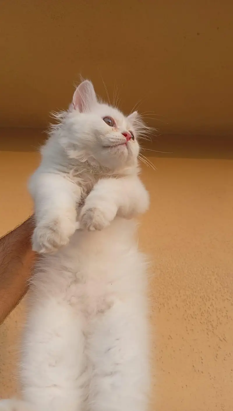 triple coated male and female kitten — photo 4