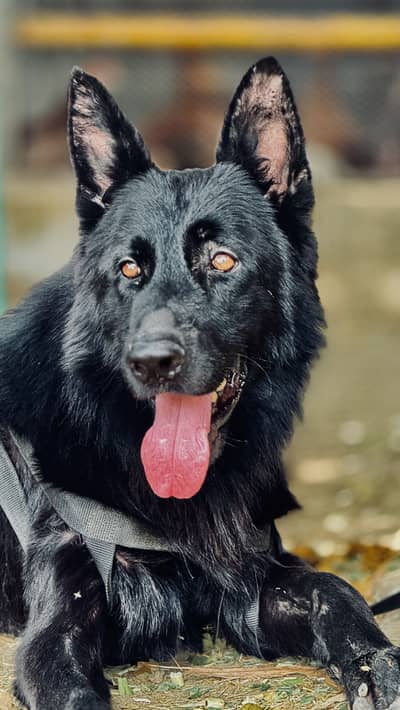 Pink padigree pair Black german shepherd  03067970918