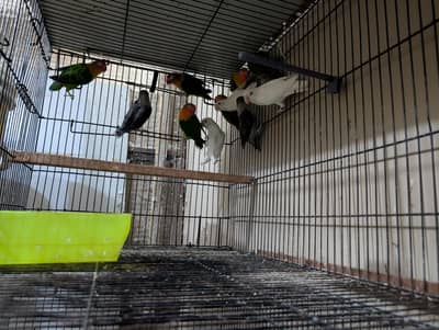 lovebirds breader pairs
