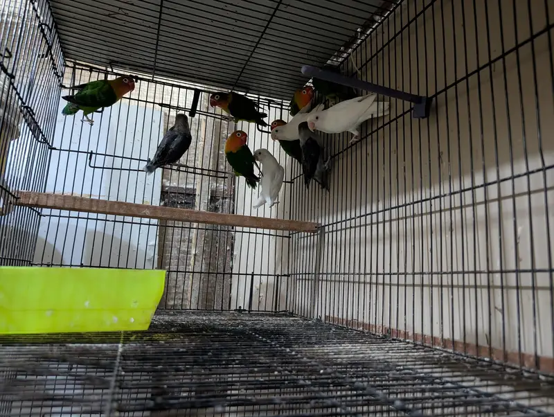 lovebirds breader pairs — photo 2