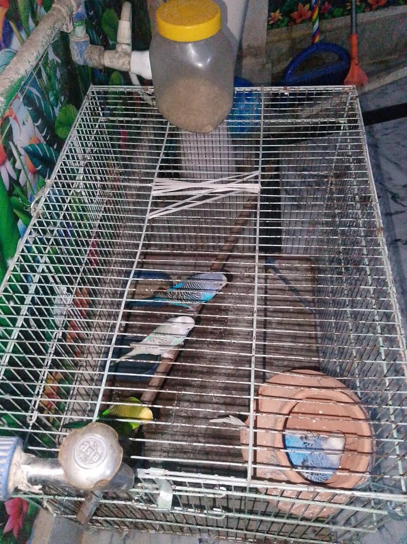 Parrpt (Pair) 0