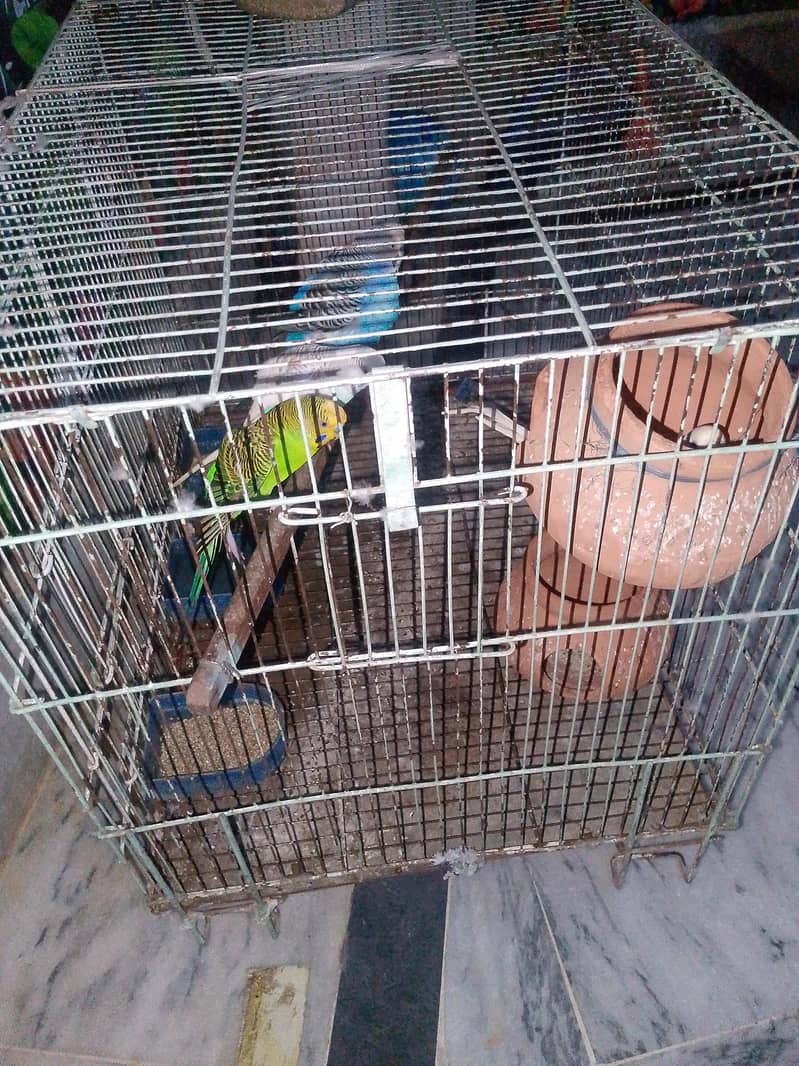 Parrpt (Pair) 1