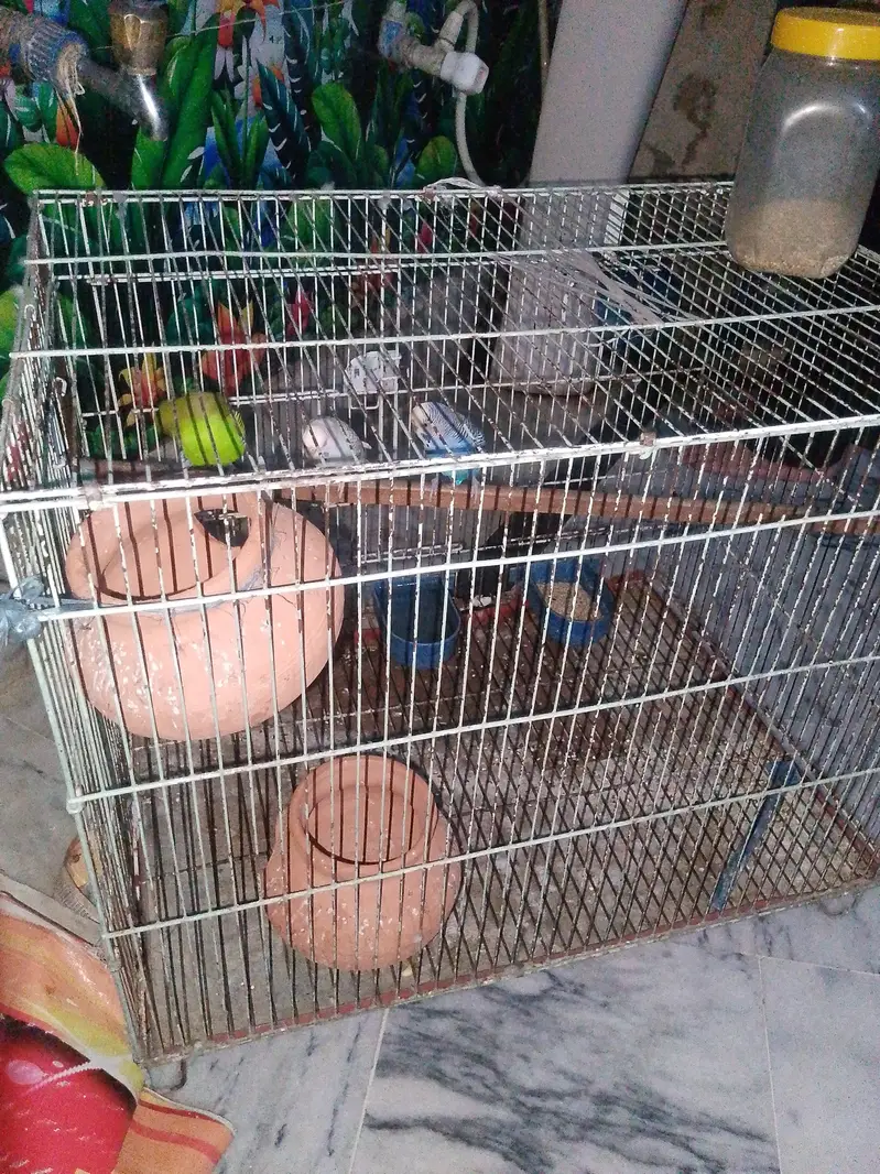 Parrpt (Pair) — photo 3