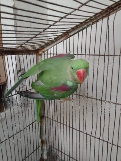 beautiful raw parrot