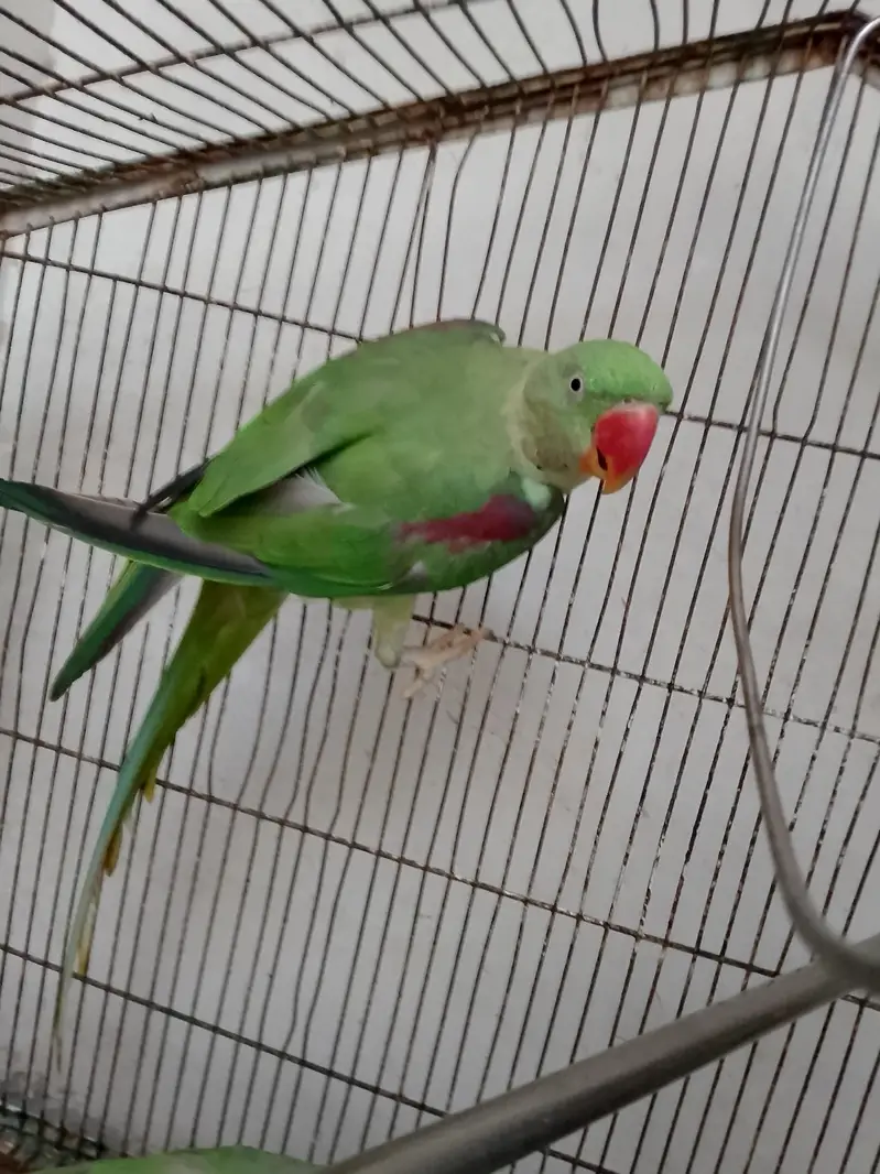beautiful raw parrot — photo 2