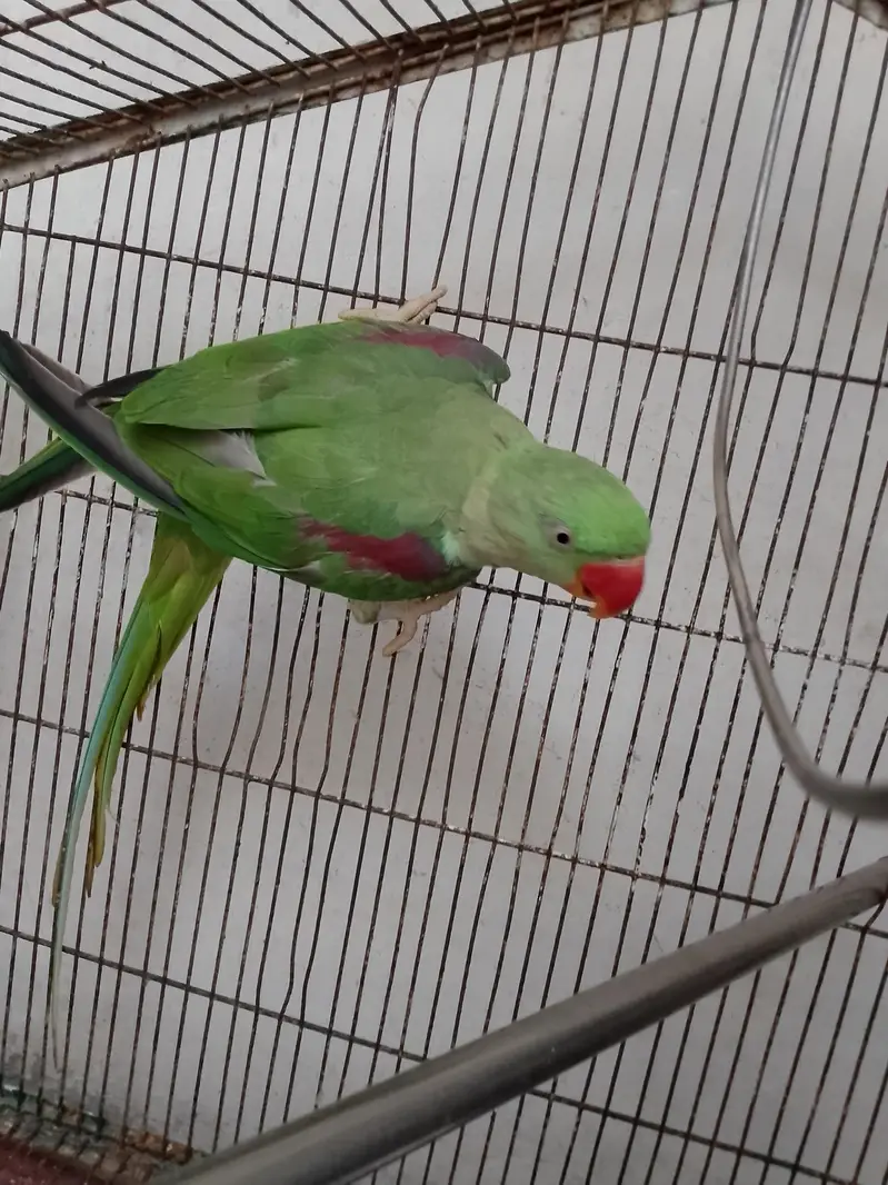 beautiful raw parrot — photo 3