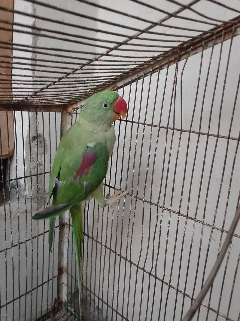 beautiful raw parrot — photo 4