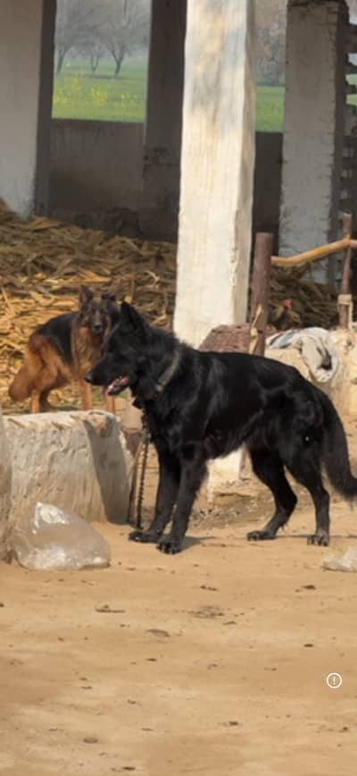 Pink padigree pair Black german shepherd  03067970918