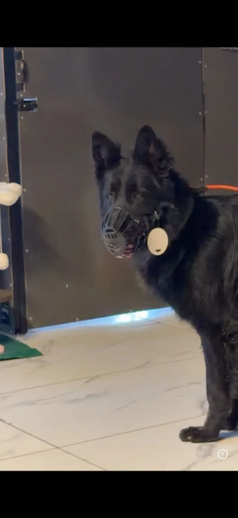 Pink padigree pair Black german shepherd  03067970918 — photo 2