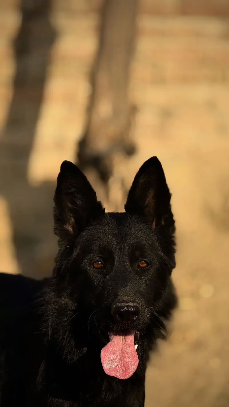 Pink padigree pair Black german shepherd  03067970918 — photo 3