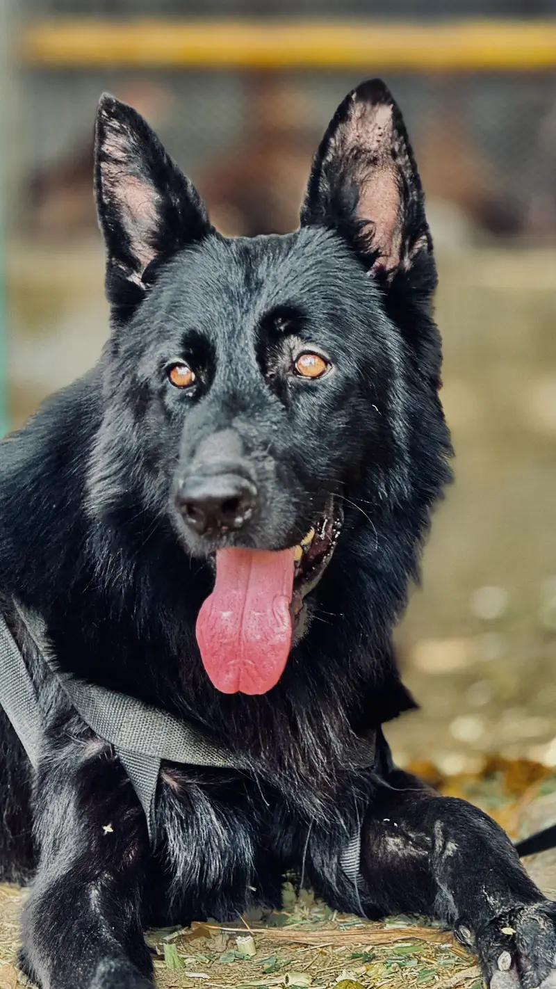 Pink padigree pair Black german shepherd  03067970918 — photo 4