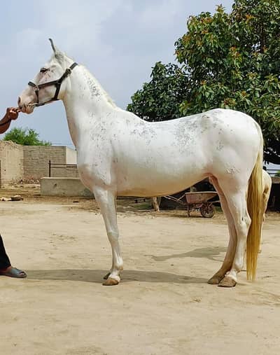 pregnant ghori Sath wacheri pure palki blood line