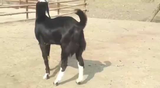 desi Bakra for sale√03490704921√