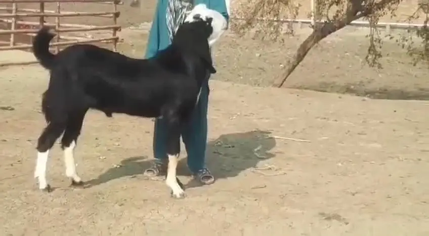 desi Bakra for sale√03490704921√ — photo 2