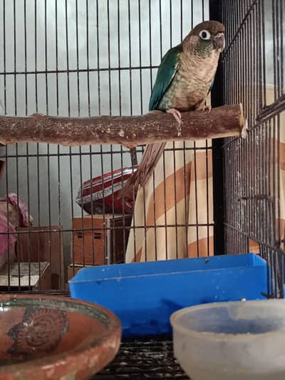 Blue torques wfwc breeder pair