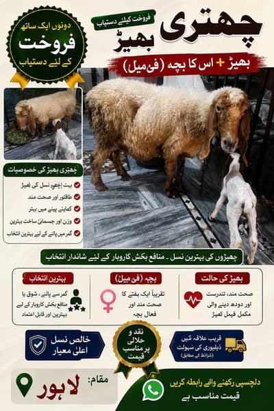  چھتری نسل کی خوبصورت بھیڑ فروخت کے لیے دستیاب 