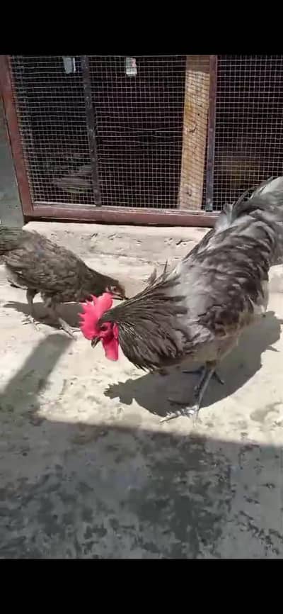 Gray Australorp full breeder