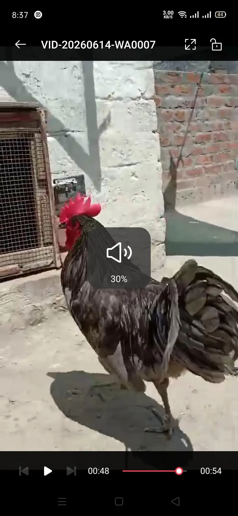 Gray Australorp full breeder — photo 2