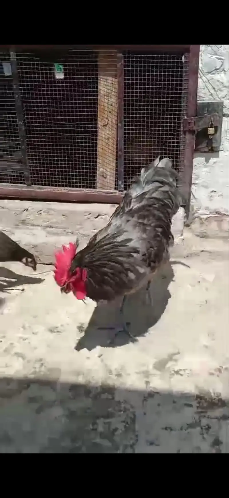 Gray Australorp full breeder — photo 3