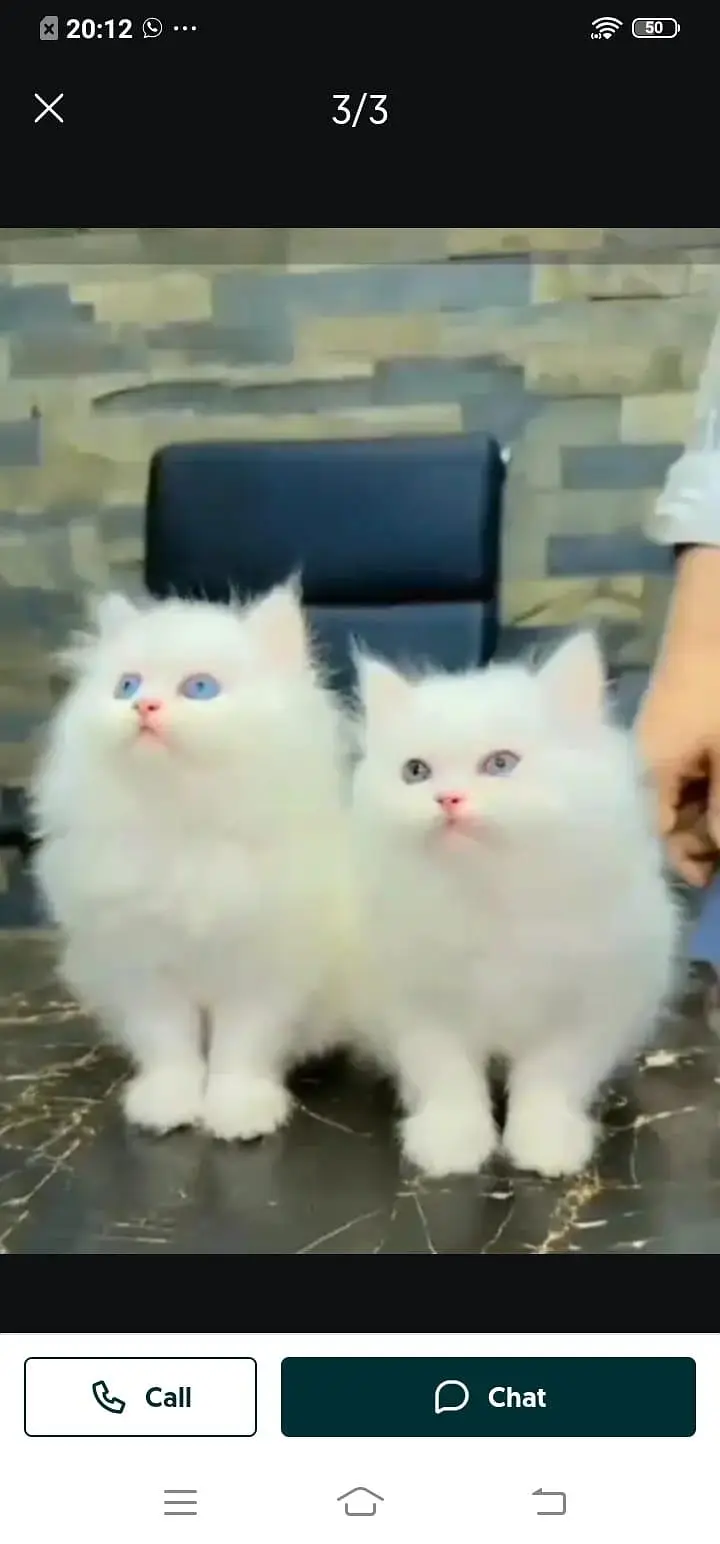 Persian cat for sale male or female my WhatsApp32=48=31=66=76 — photo 2