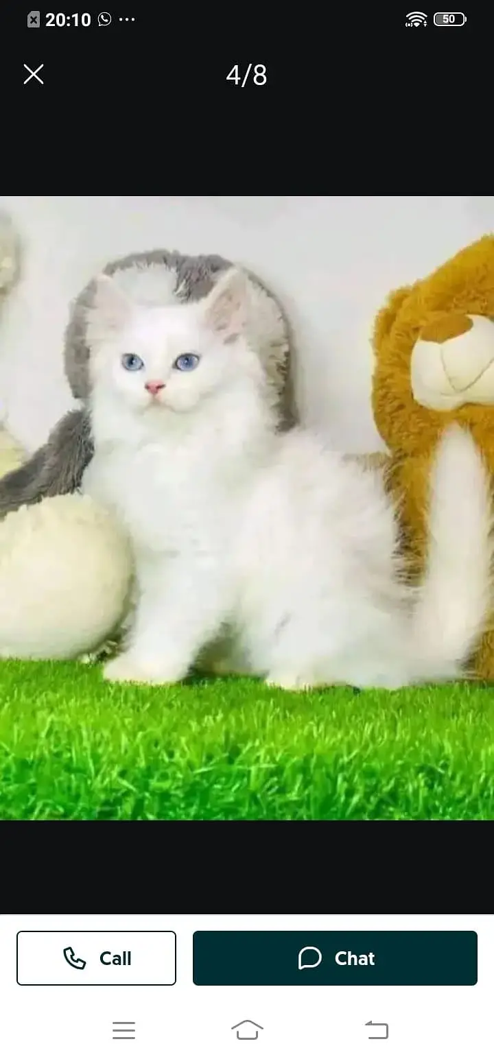 Persian cat for sale male or female my WhatsApp32=48=31=66=76 — photo 3