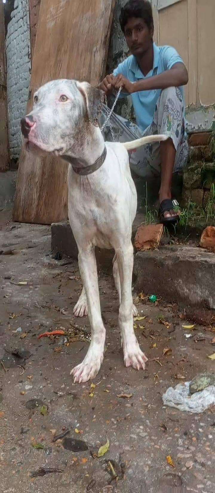 bully dog 1