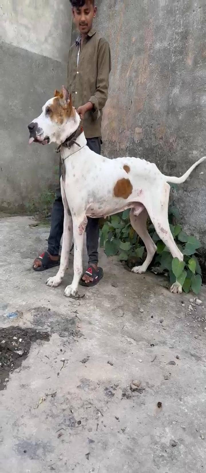 bully dog 2